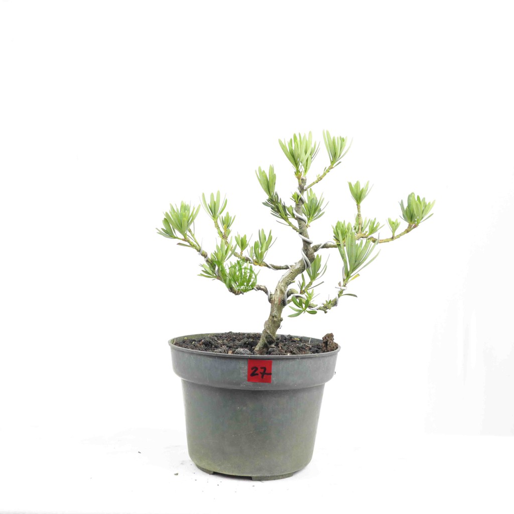 Bahan Bonsai Lohansung Biru 27