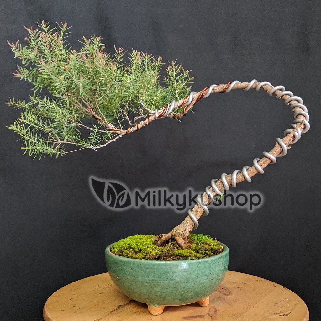 KAWAT BONSAI ALUMINIUM WIRE INDONESIA AWI SILVER GLOSSY 500 GRAM