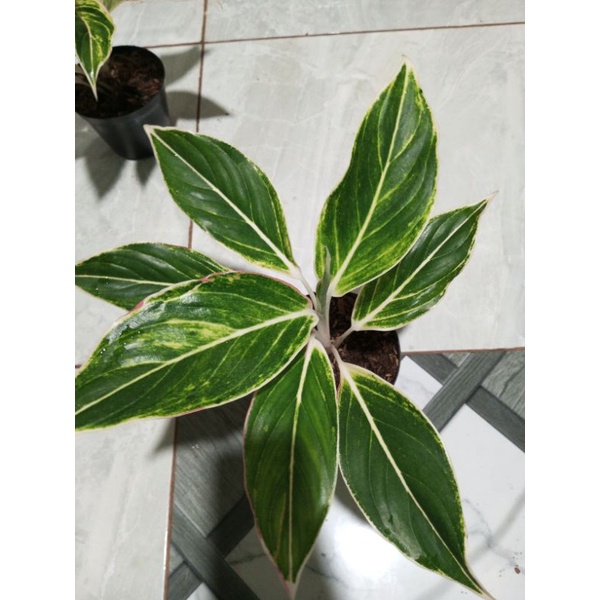 Aglonema Lipstik white