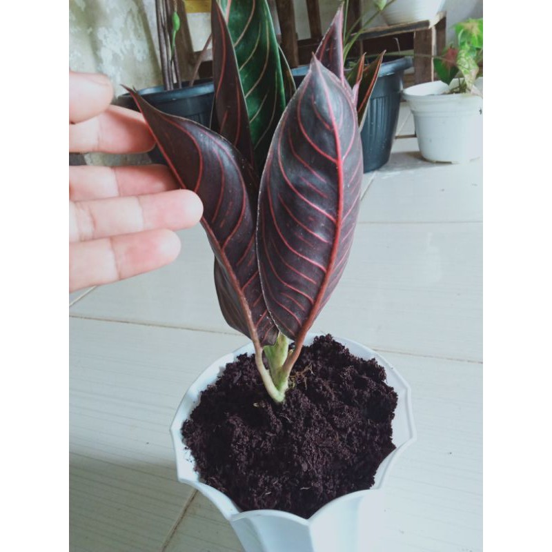 aglonema Red sumatra