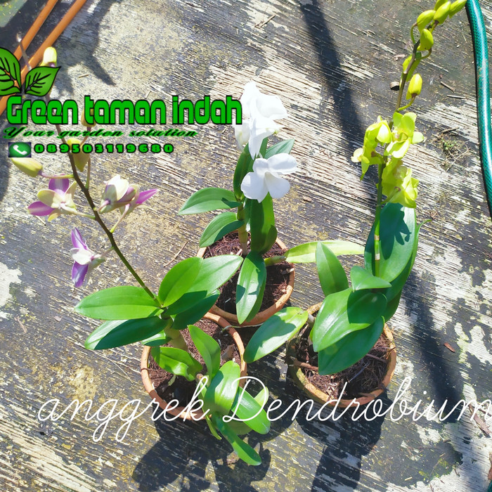 bunga anggrek hidup|anggrek Dendrobium/dewasa