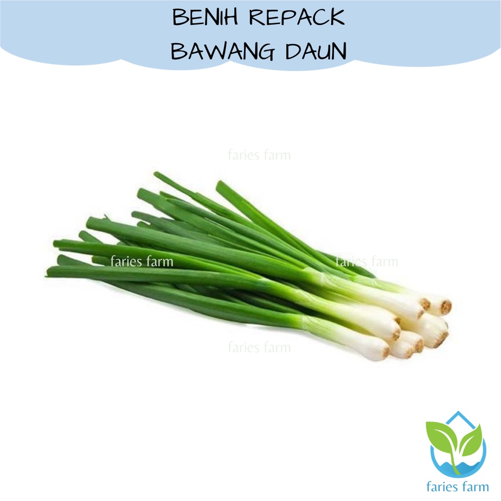 Benih Biji Daun Bawang Benih Loncang Bawang Daun