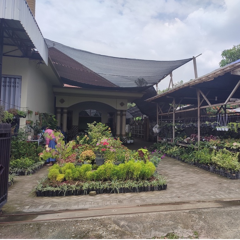 Tanaman Bunga Begonia Mutiara Tanaman Begonia Bintik Salju