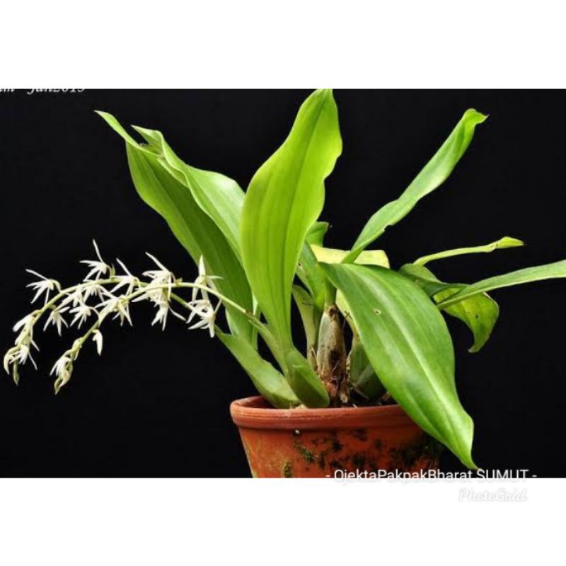 Anggrek Eria javanica Orchid Anggrek Unik Dewasa anggrek hutan liar Mudah dirawat Outdoor