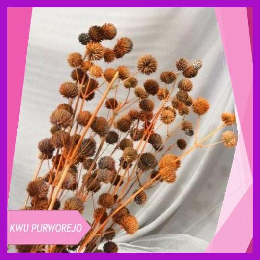 

50 biji pompom kering-bunga pompom kering-rustic-dried-putik bunga natural-bijimatarhari