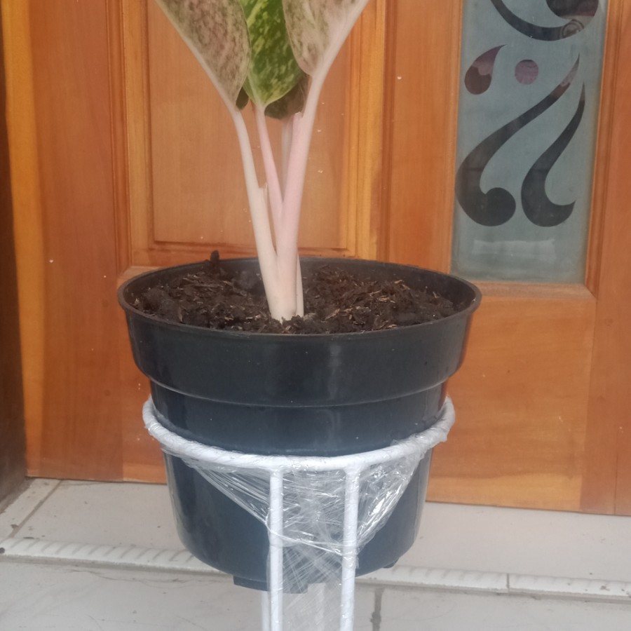 standing pot belah bunga diameter 15cm TINGGI 20cm