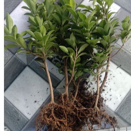 (BISA COD) BIBIT BONSAI FICUS ELEGAN