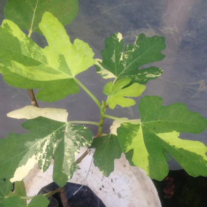 Bibit tanaman buah ara/tin JTV Jolly Tiger Variegata