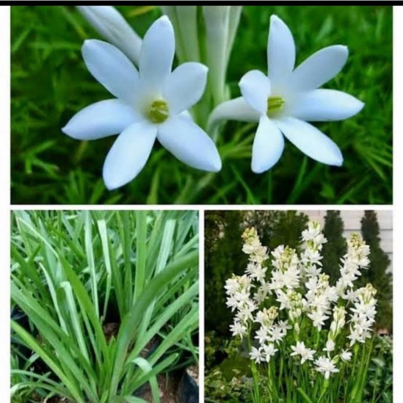 Bibit tanaman bunga sedap malam/Pohon bunga sedap malam