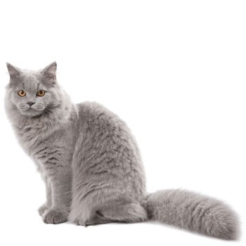 RC BRITISH SHORTHAIR 2 KG / royal canin / cat food / dry / makanan kucing / british short hair