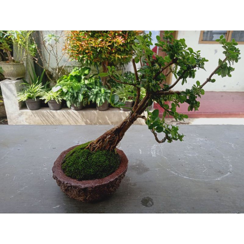 bonsai sancang/mame mini