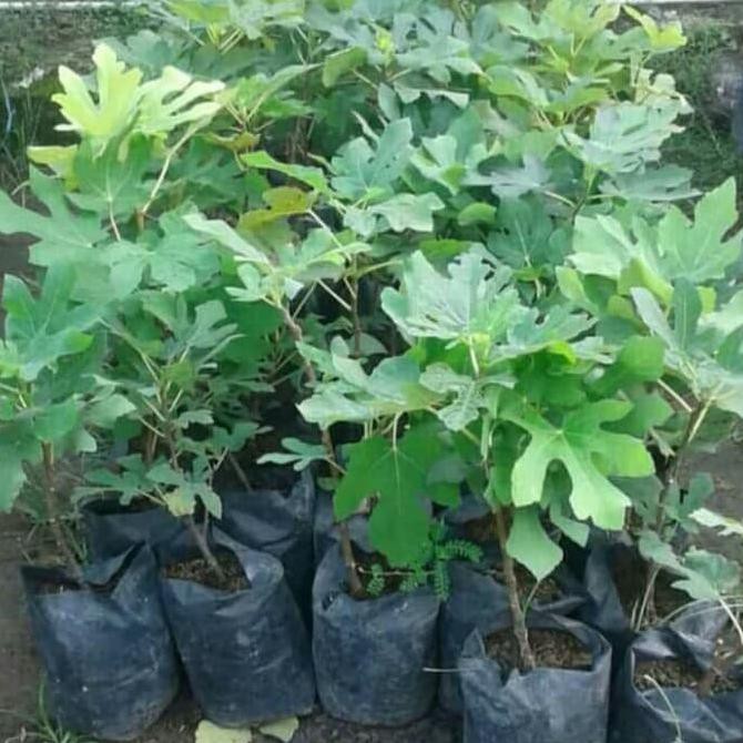 Pohon Tin/Ara Hijau Sudah Berbuah