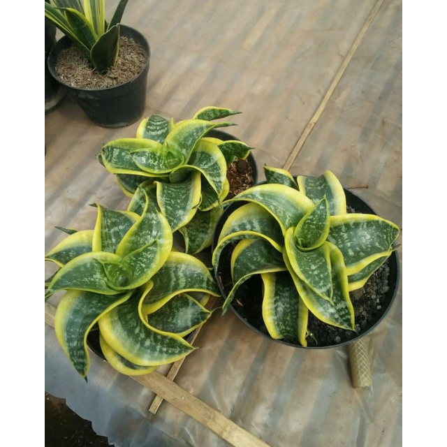 sansevieria twister sunami