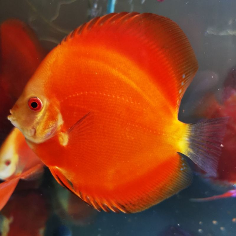 Ikan hias Discus varian RM ato Red Melon uk 3inchan kualitas nilai sendiri ikan asli sesuai foto.