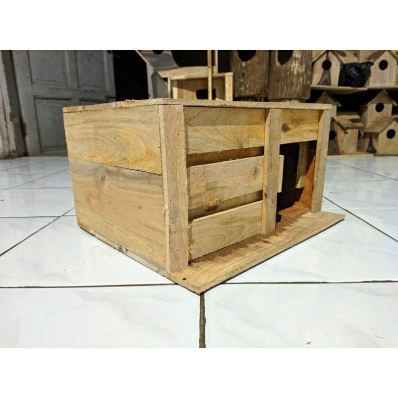 gupon merpati pagupon burung dara medium size