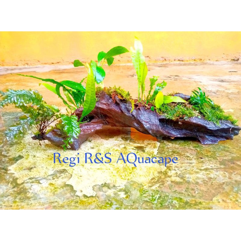 kayu rentek aquascape