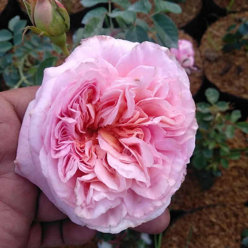 mawar import abraham darby