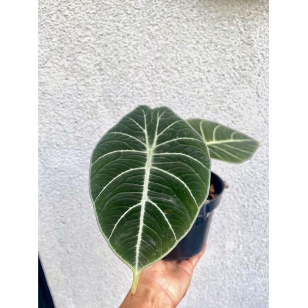 Tanaman Hias alokasia Black velvet - tanaman daun alocasia velvet - alokasia black velvet bergaransi