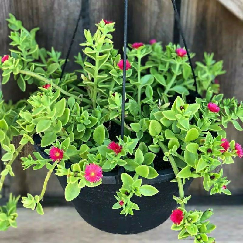 TANAMAN BABY SUN ROSE PROMO BELI 2 GRATIS 1 |COD| PROMO TERBATAS , SUPER KUALITAS