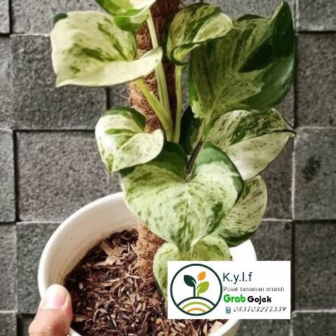 Tanaman Hias Manjula Sirih Keong + Pot / Sirih Gading Manjula Varigata Dyse_L28