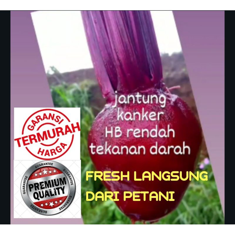 BUAH BIT SEGAR 1KG BEETROOT FRESH DARI KEBUN / bit merah