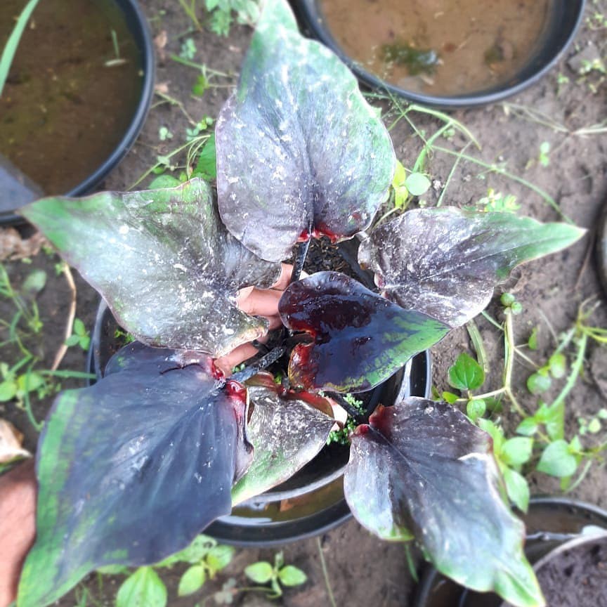 KELADI KENCANA WULUNG/KELADI MERAH/KELADI THAILAND/KELADI PUTIH/KELADI WAYANG/KELADI BARET