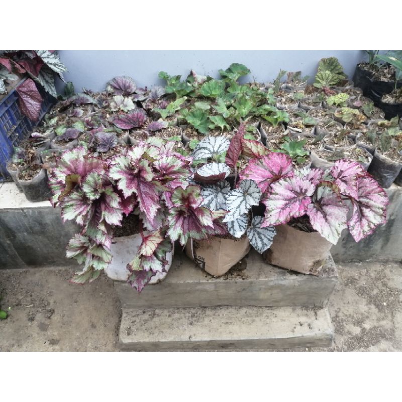 Paket 3 Begonia Super Besar