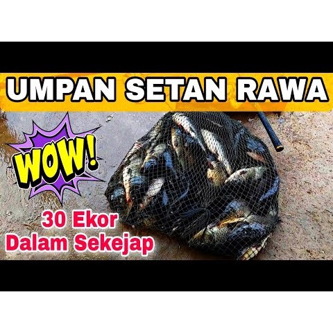Umpan ikan mas setan rawa - video bangkit sanjaya - mister bangkit