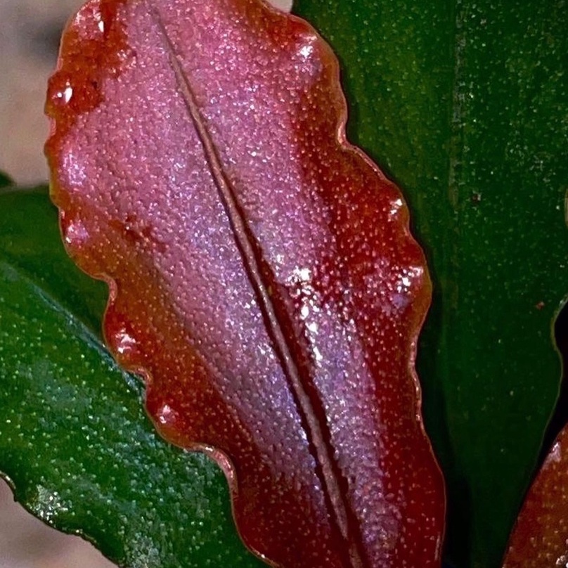 Bucephalandra Brownie Series