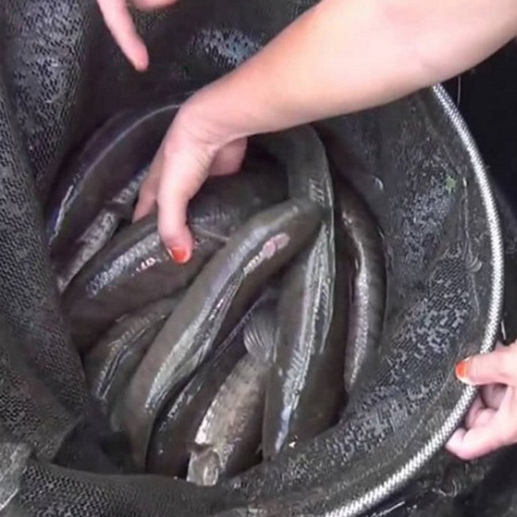 

Ikan Gabus Segar 1 Kg