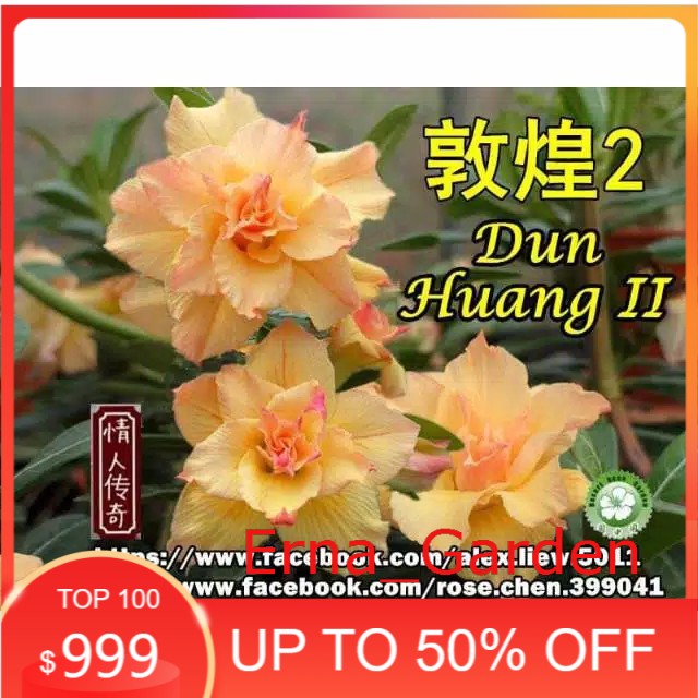 Adenium bunga tumpuk "Dun huang 2"
