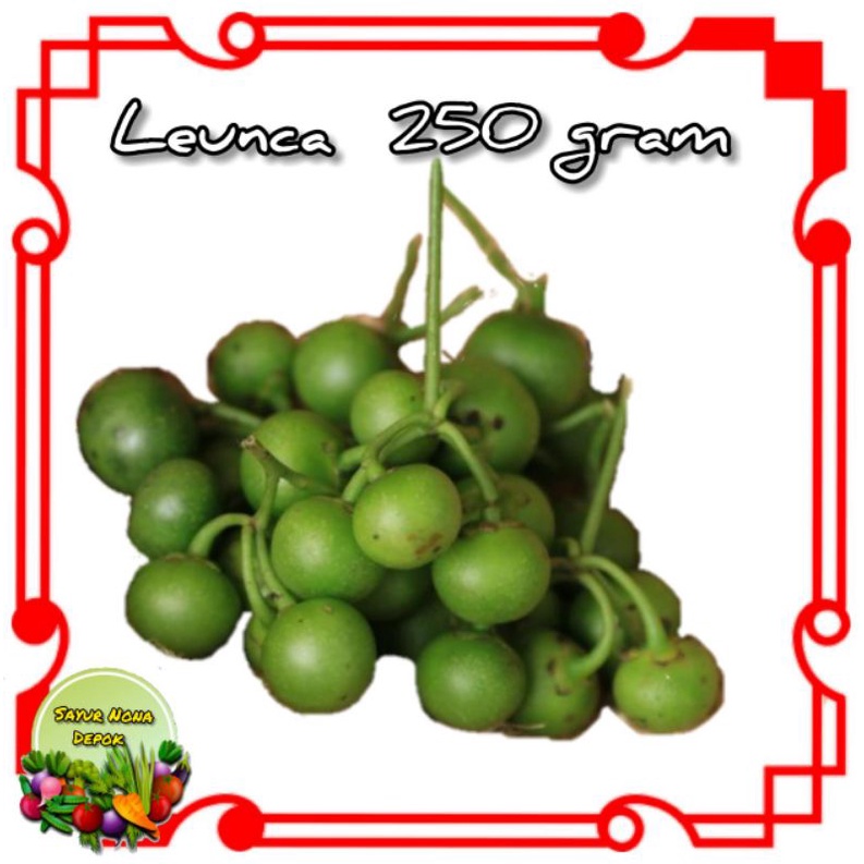 

leunca 250gram