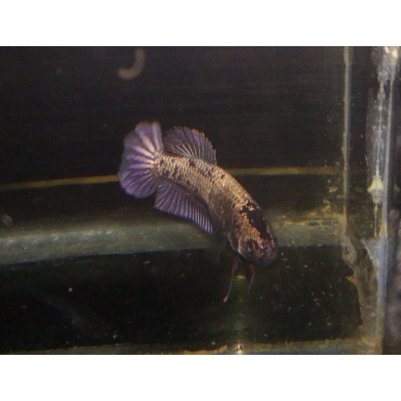 IKAN CUPANG BLACK GALAXY STAR COPPER