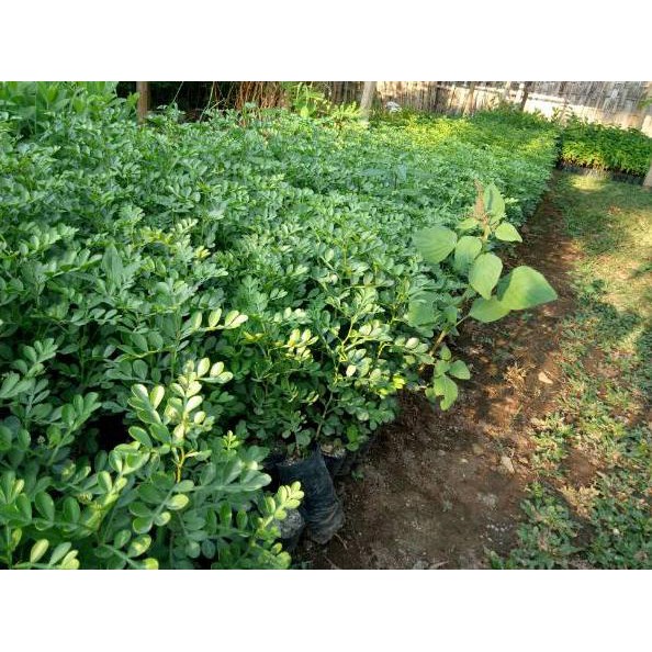 Big Sale Murah meriah bibit Kawis / Kawista Batu Cocok Tanam Kebun Buah , Bonsai, Tabulampot Q&&