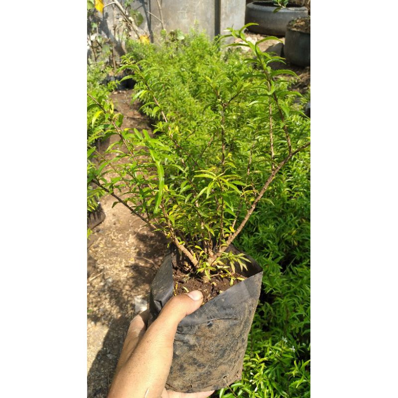 Bahan Bonsai Anting Putri Mikro Vietnam