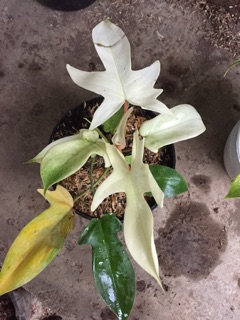 Tanaman hias philodendron merpati florida  ghost  Shopee 