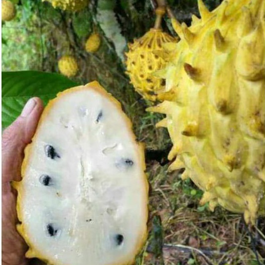 Bibit srikaya durian /biriba