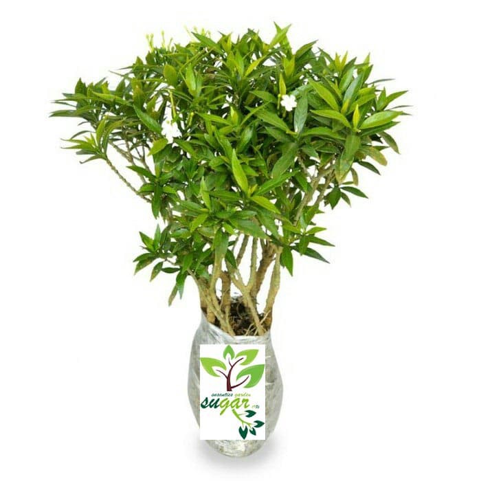 rombusa mini