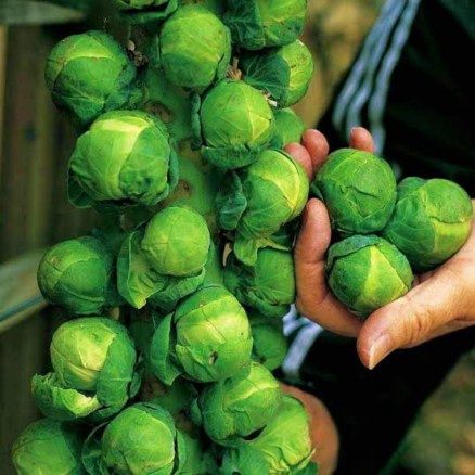 Biji Bibit Benih Sayur Brussel Sprouts - Sayur Kol / Kubis Kecil Mini Brussel Sprouts