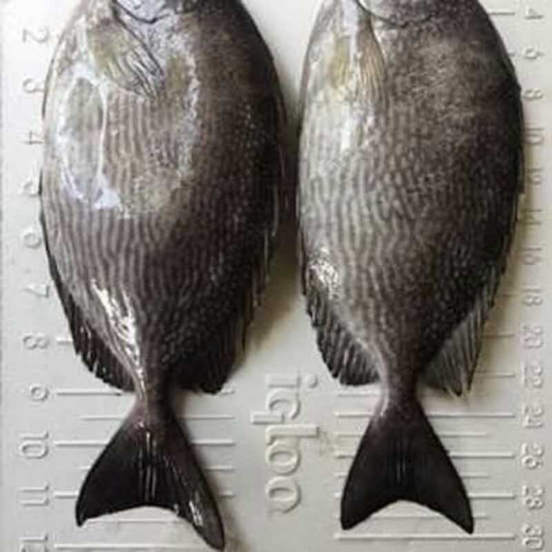 

IKAN BARONANG SEGAR