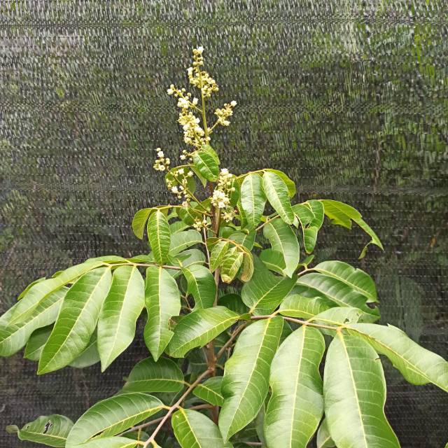 Kelengkeng Aroma Durian