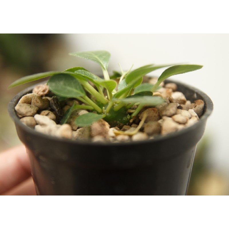 dorstenia foetida flat form bukan horwodii lancifolia