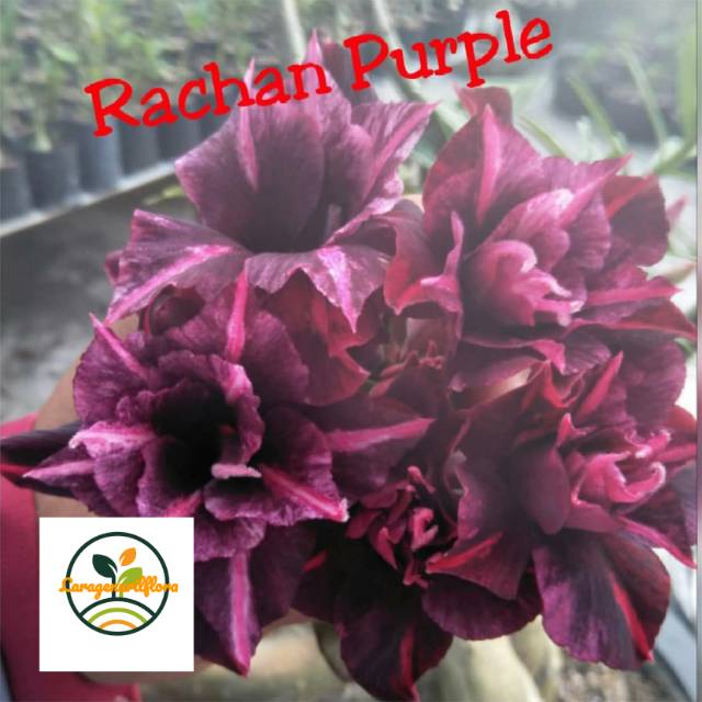 

Bibit Bunga Kamboja adenium Jepang,racha purple