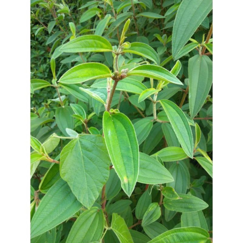 

Daun senggani / harendong frees 250 gram