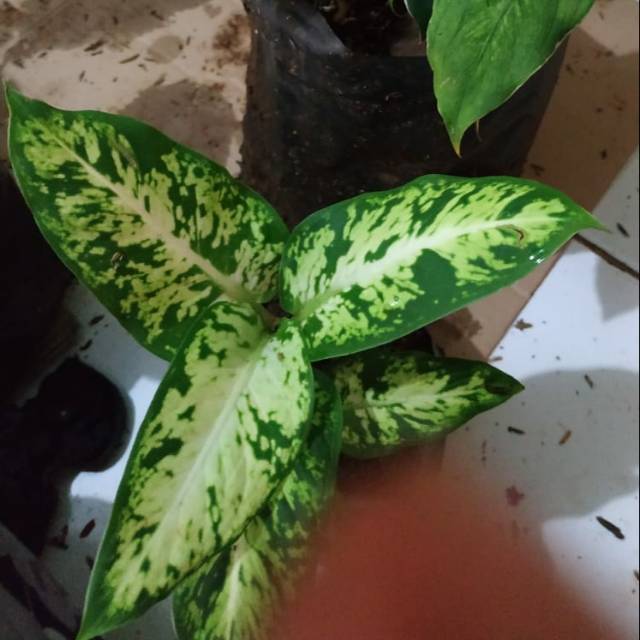 Tanaman hias Diven candi