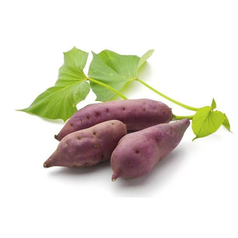 Stek ubi jalar ungu / bibit ubi jalar ungu