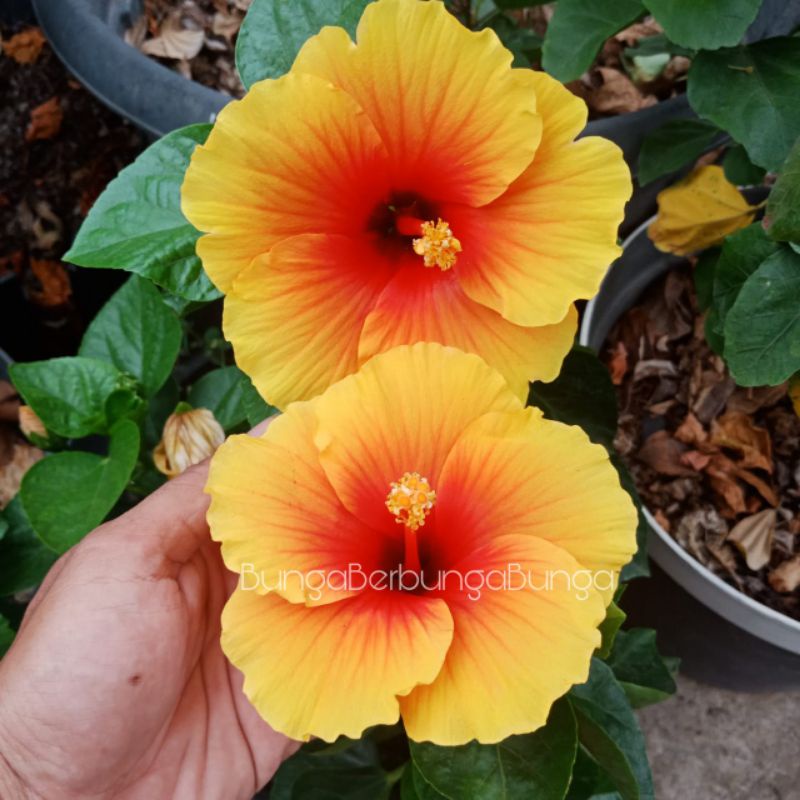 bibit bunga sepatu hibiscus import langka beauty sunset - tanaman hias kembang sepatu