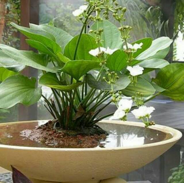 Tanaman hias melati air - tanaman air - melati air