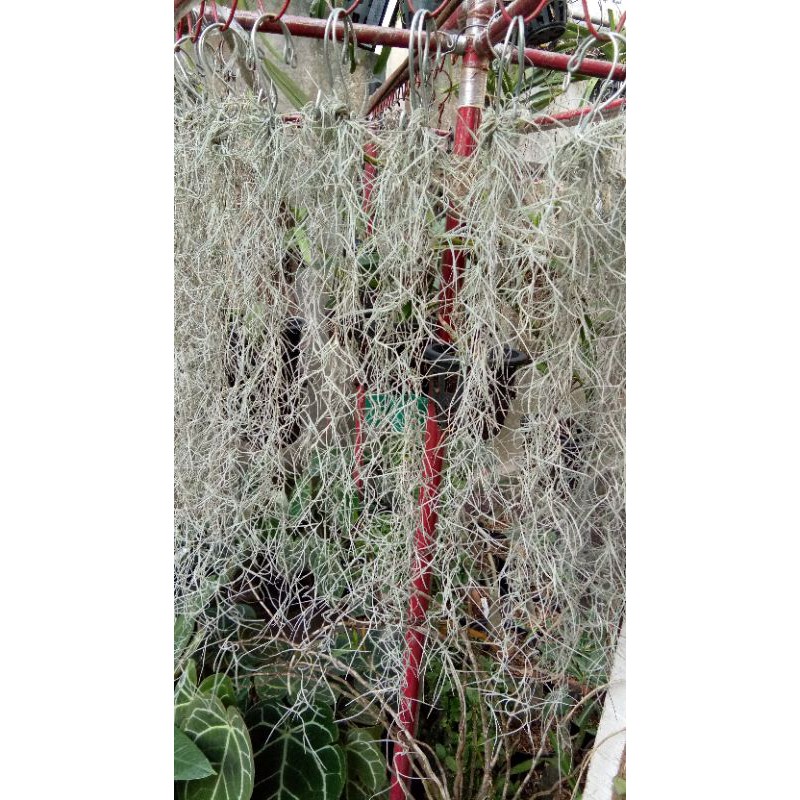 Tanaman hias janggut musa