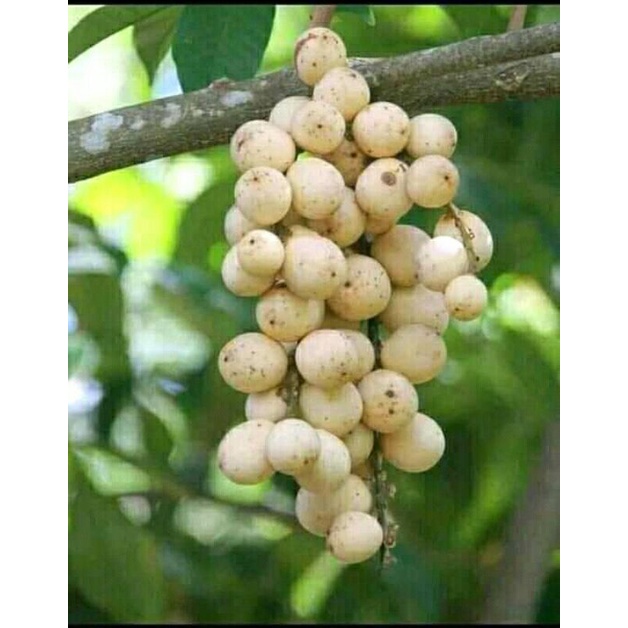 Bibit Duku palembang